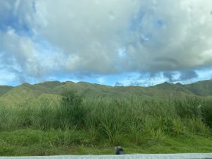 Tall grass in the foreground with green rolling hills and grey clouds in the background.